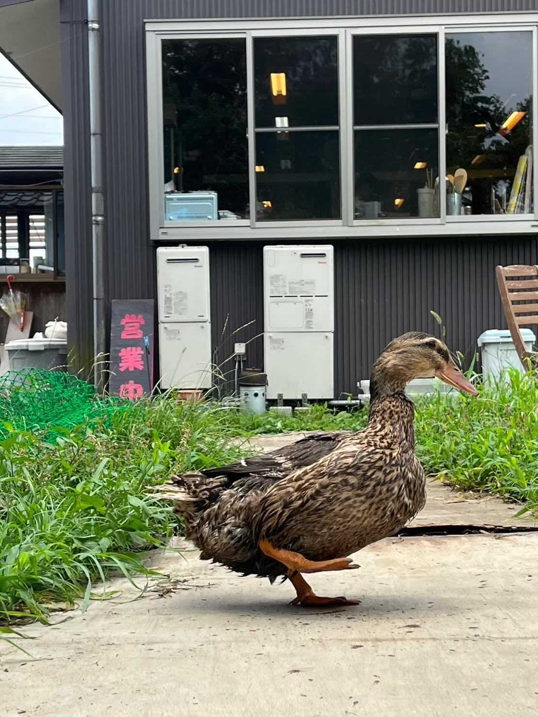 みどりの星こども園の画像