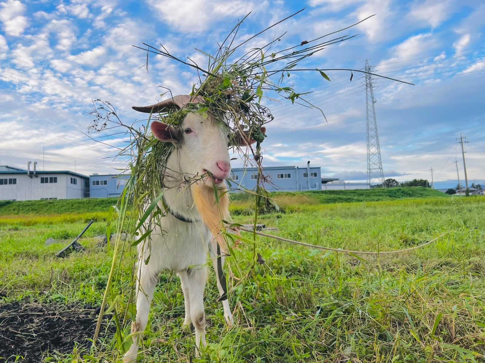 みどりの星こども園の画像