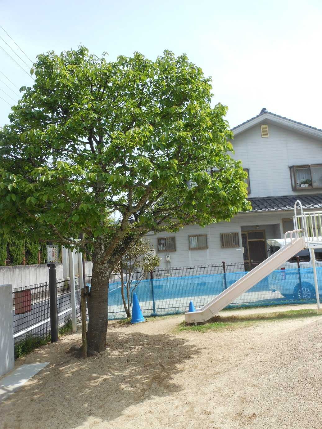 松山市立小百合保育園の画像