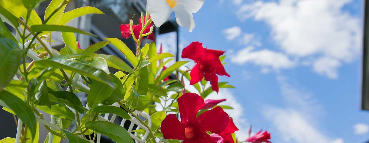 さくら保育園の画像