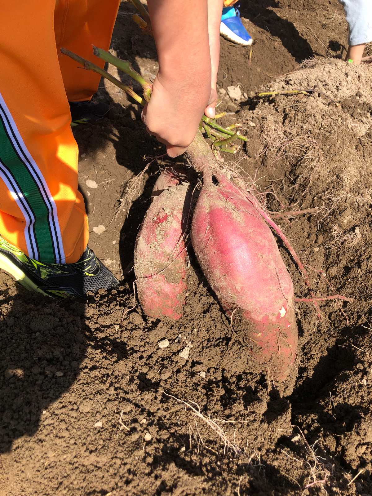 幅下幼稚園の画像