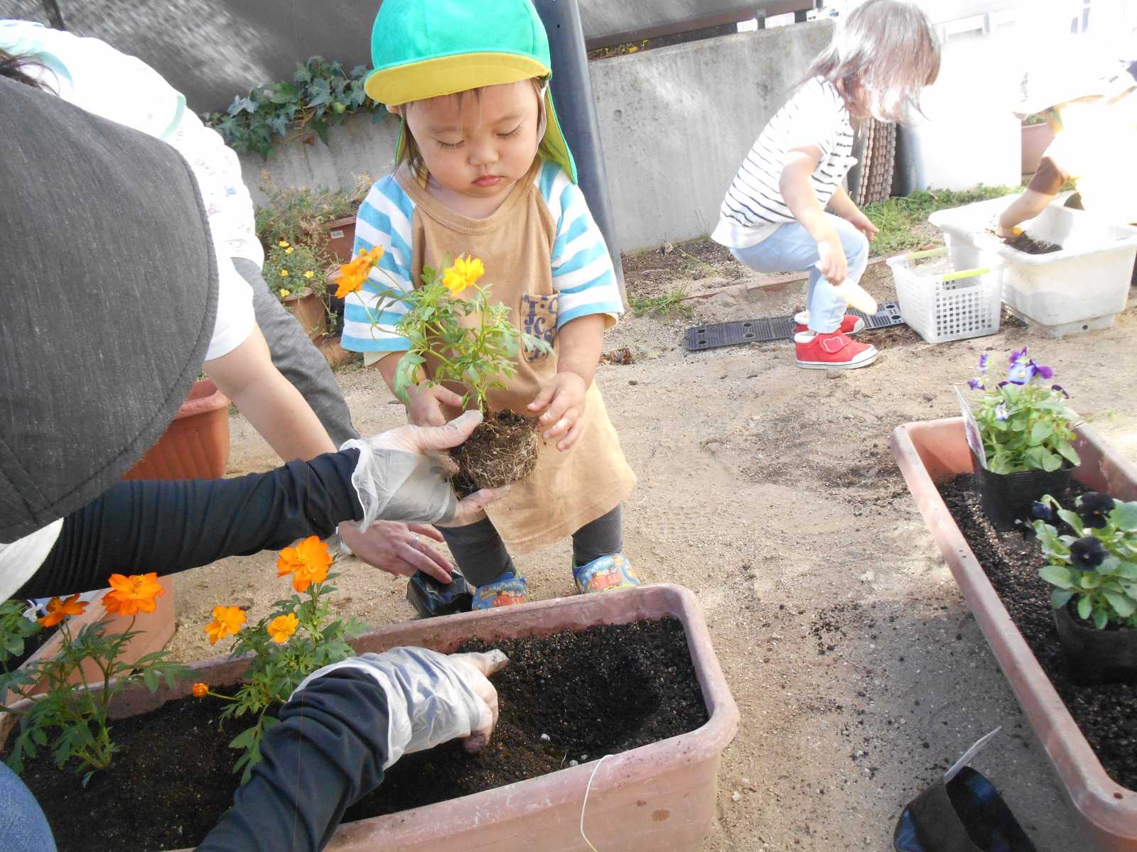 おだんごの画像