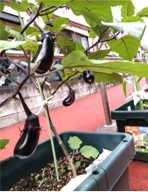 Jキッズピース三宿保育園の画像