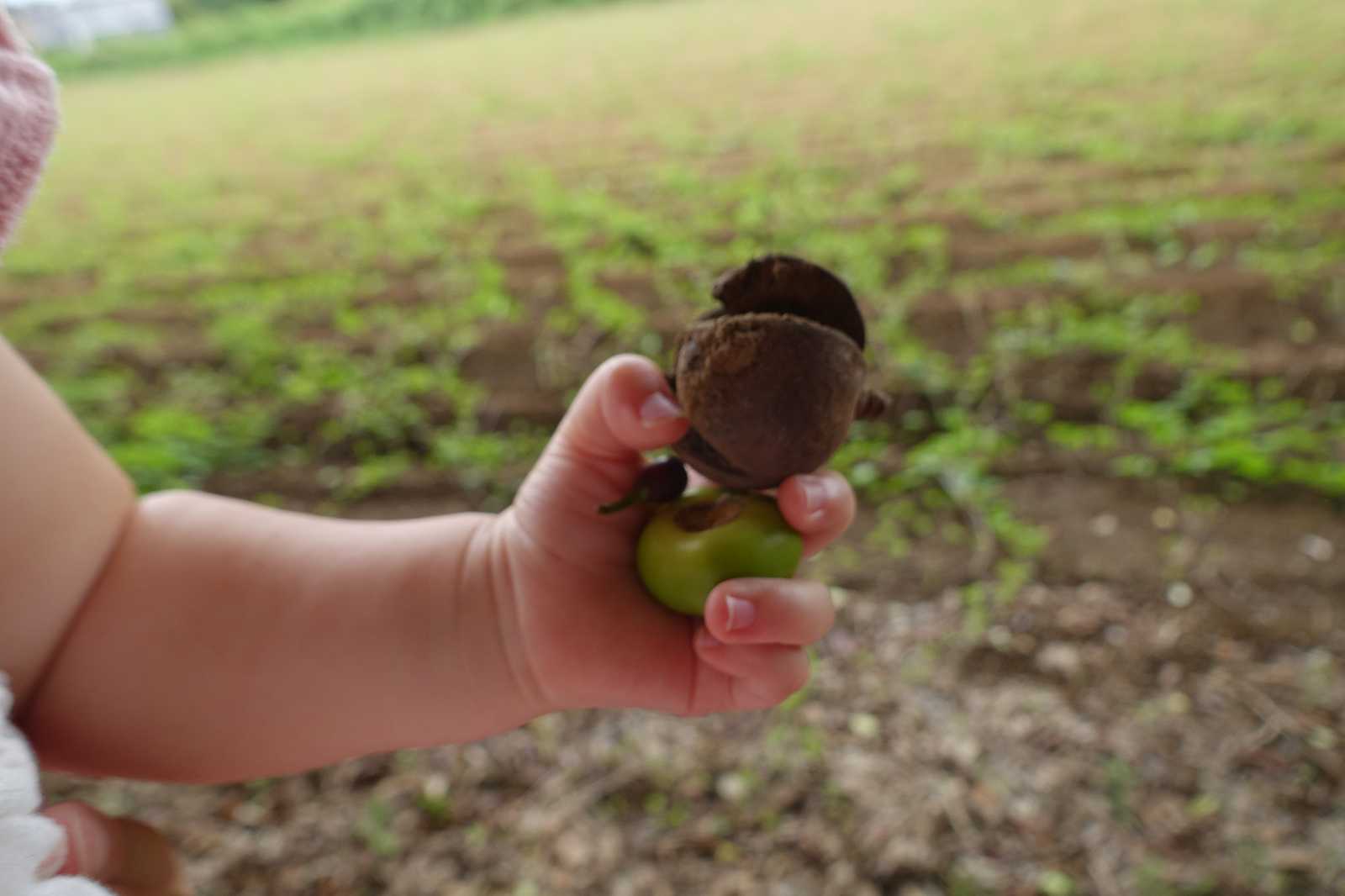 森と自然の保育園のびのびハウスの画像