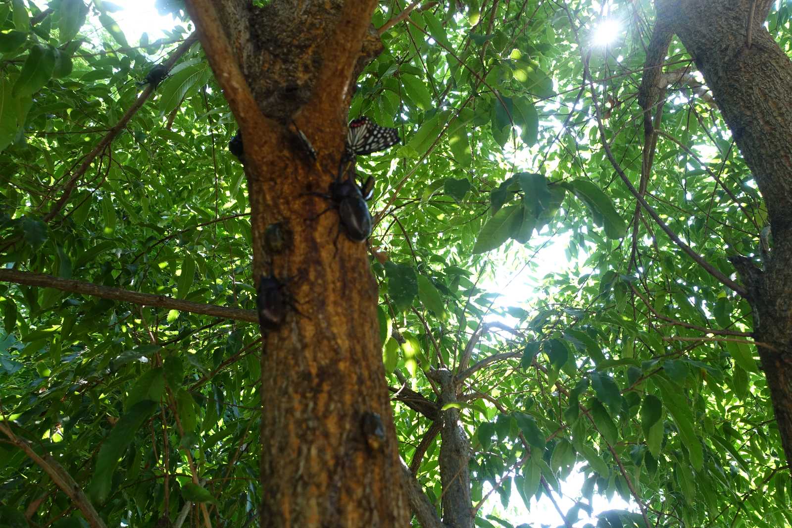 森と自然の保育園のびのびハウスの画像