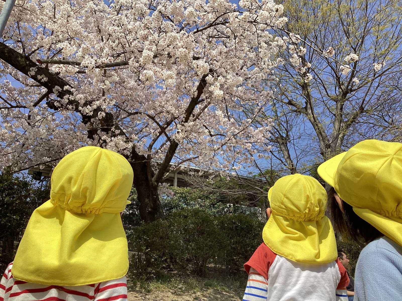 にじの森保育園苦楽園口の画像