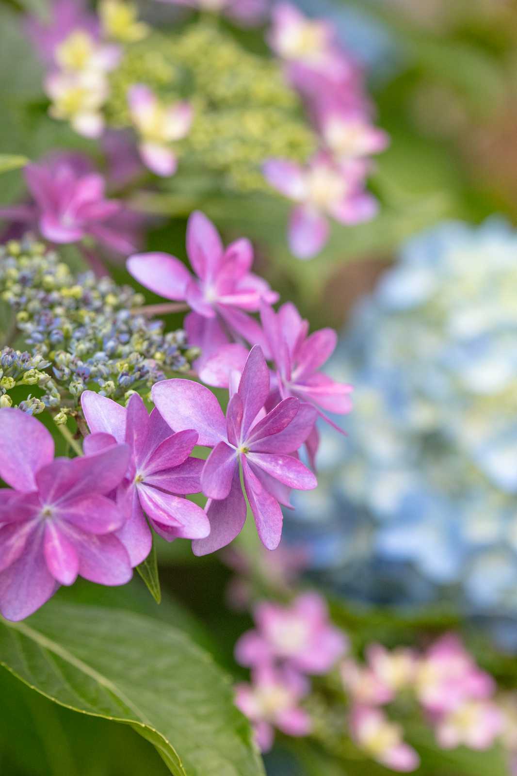夢花保育園の画像