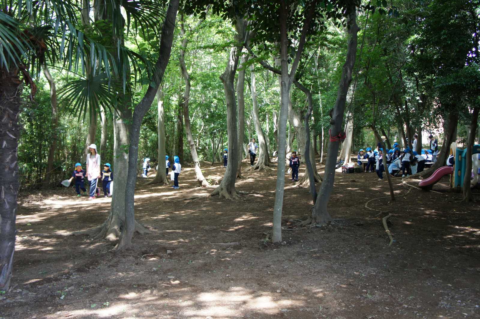 若葉ナースリ・スクールの画像