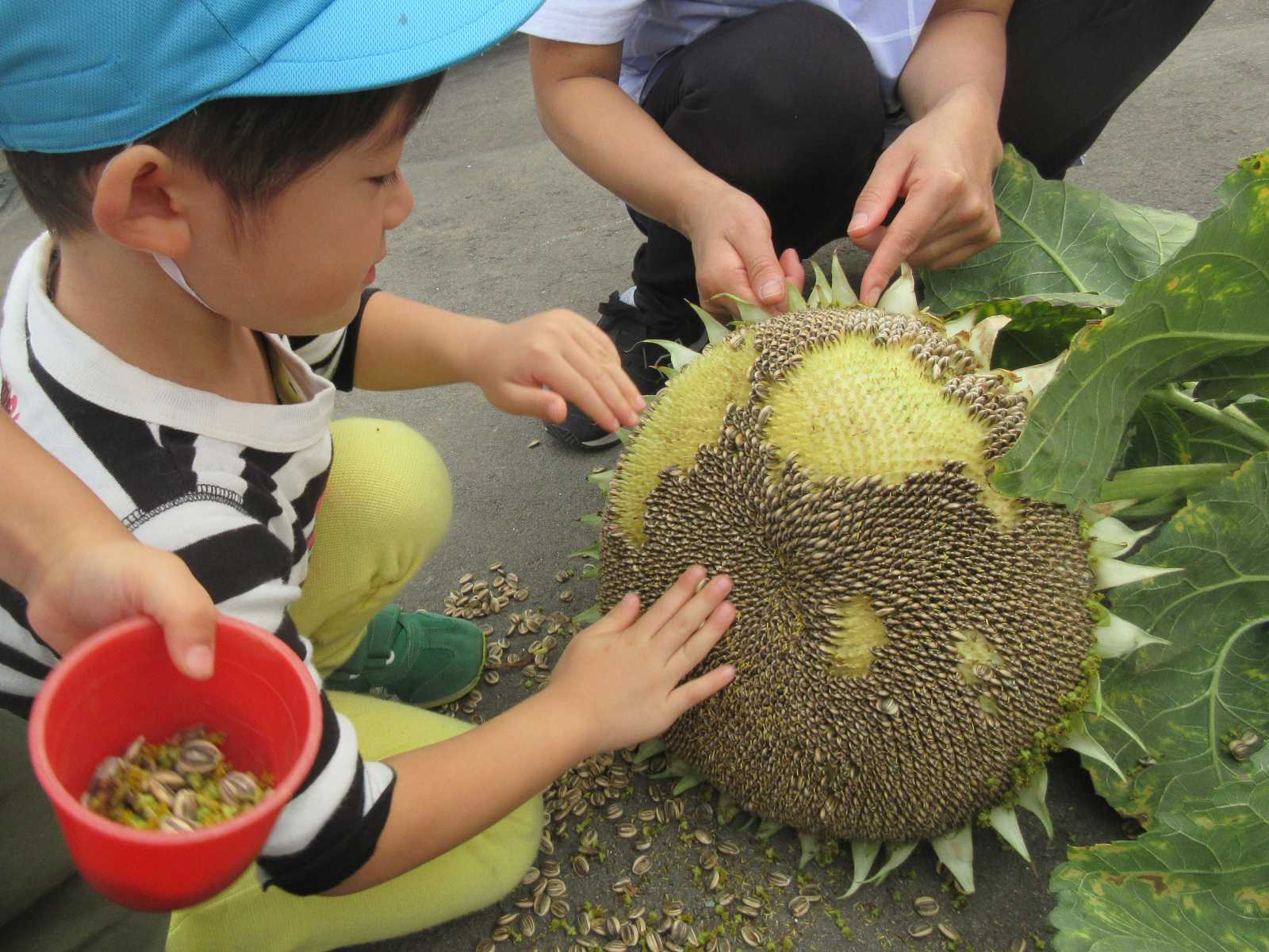 認定こども園青森ひかりの画像