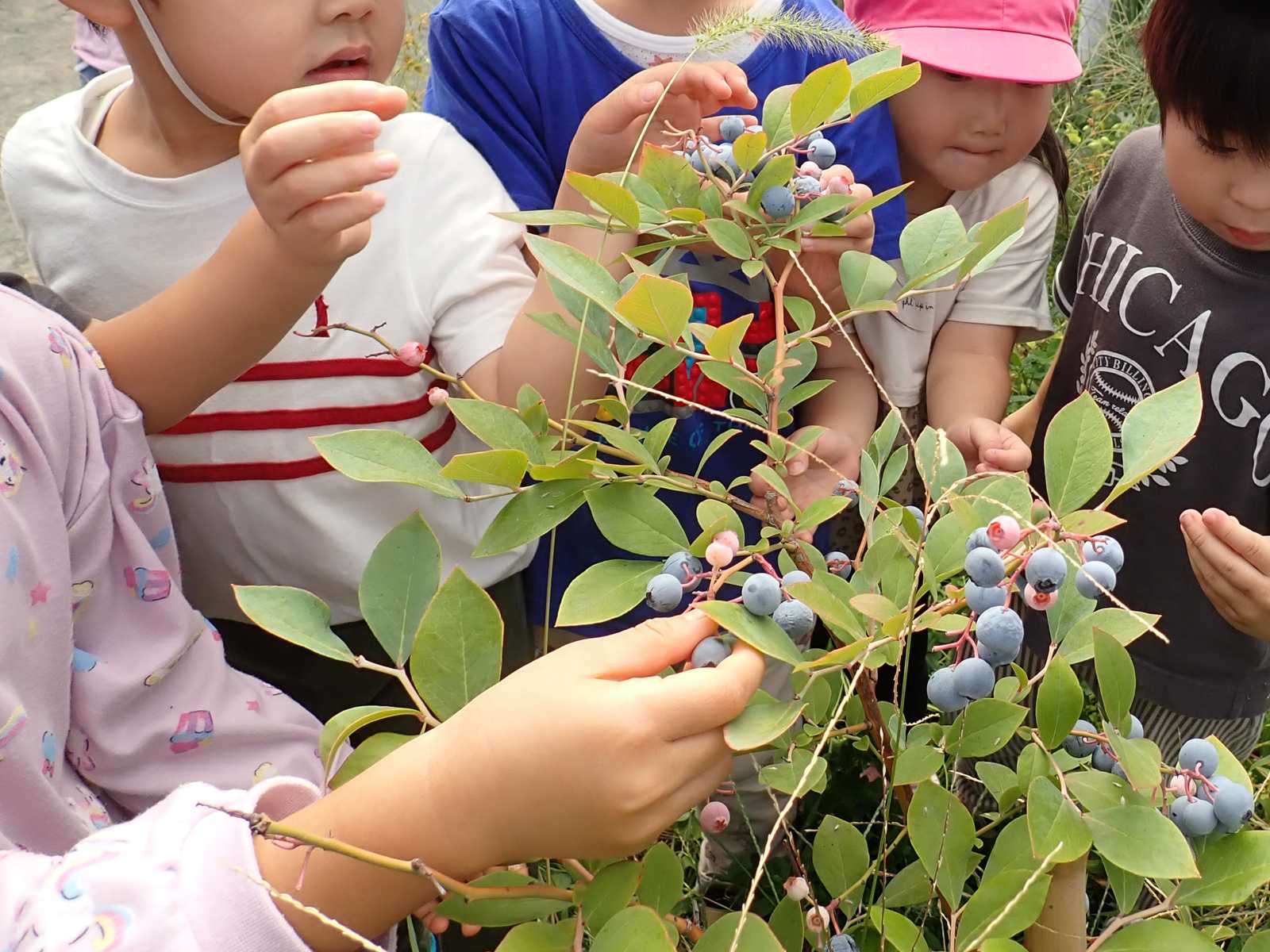 認定こども園青森ひかりの画像
