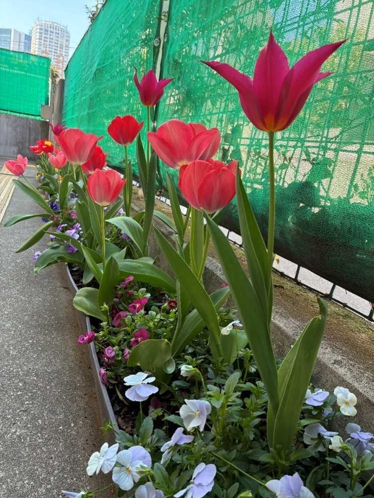 神宮前あおぞらこども園の画像