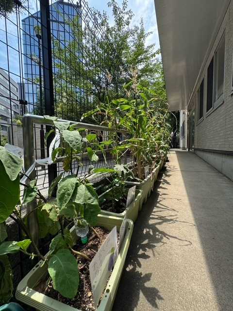 恵比寿のびのびこども園の画像