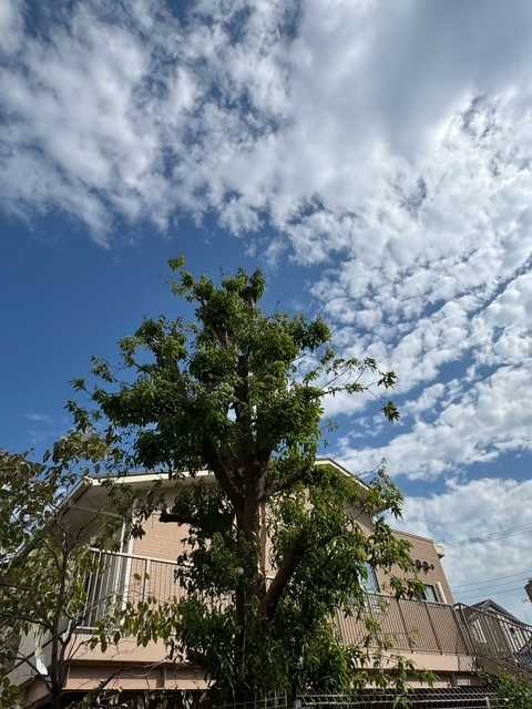 西原保育園ゆめの画像