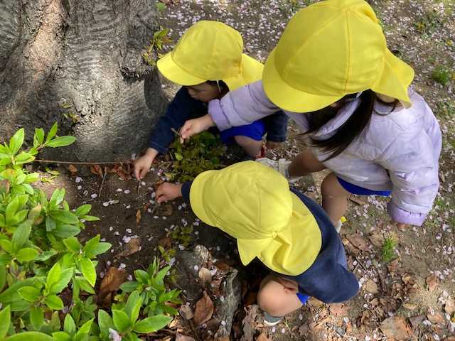 蓮美幼児学園みなとまちナーサリーの画像